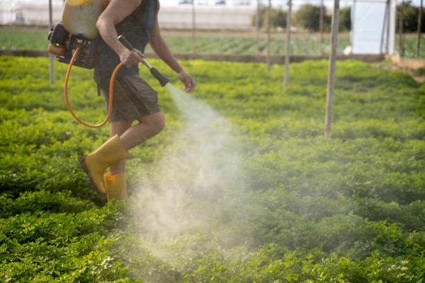 Best Wasp Removal Services  in Claypool, AZ